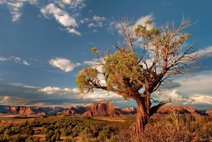 Framed Print : A twisted Juniper (Juniperus sp.) tree framing West temple and Zion geological formations during a clearing thunderstorm viewed from a backcountry scenic byway near Hurricane Framed Print : A twisted Juniper (Juniperus sp.) tree framing West temple and Zion geological formations during a clearing thunderstorm viewed from a backcountry scenic byway near Hurricane