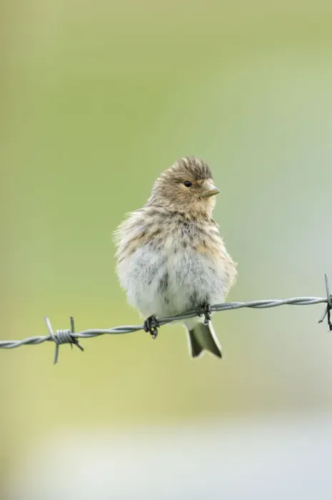 Framed Print : Twite (Carduelis / Acanthis flavirostris) resting on a barbed wire fence. Isle of Berneray Framed Print : Twite (Carduelis / Acanthis flavirostris) resting on a barbed wire fence. Isle of Berneray