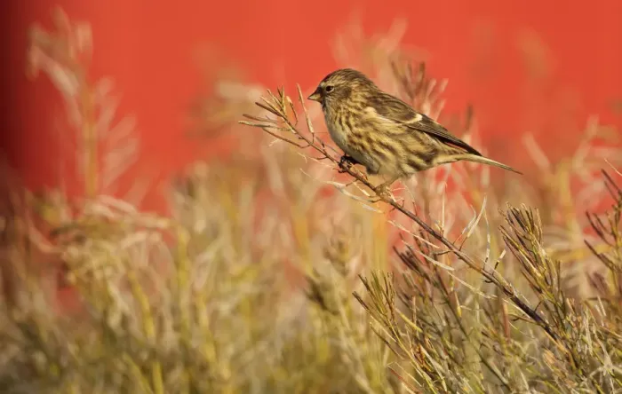 Framed Print : Twite (Carduelis flavirostris) perched, Saqqaq, Greenland, August 2009 Framed Print : Twite (Carduelis flavirostris) perched, Saqqaq, Greenland, August 2009
