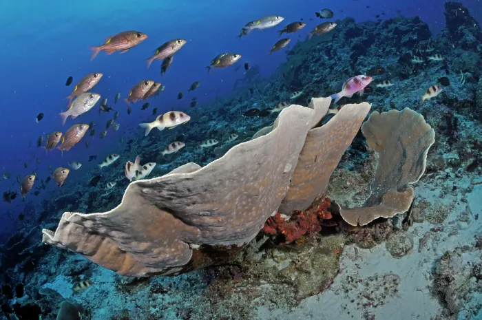 Framed Print : Two-barred goatfish (Parupeneus bifasciatus) and Yellowspot emperors (Gnathodentex aureolineatus) swimming over coral, Tubbataha Reefs Natural Park, Palawan, Philippines, Sulu Sea Framed Print : Two-barred goatfish (Parupeneus bifasciatus) and Yellowspot emperors (Gnathodentex aureolineatus) swimming over coral, Tubbataha Reefs Natural Park, Palawan, Philippines, Sulu Sea