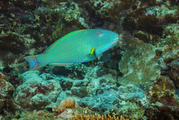 Framed Print : Two-coloured parrotfish (Cetoscarus ocellatus) terminal phase male swimming through reef, Yap, Federated States of Micronesia, Pacific Ocean Framed Print : Two-coloured parrotfish (Cetoscarus ocellatus) terminal phase male swimming through reef, Yap, Federated States of Micronesia, Pacific Ocean