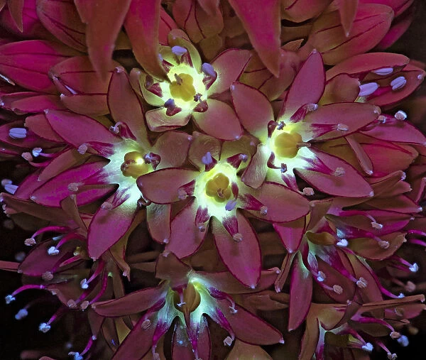 Two-coloured pineapple lily (Eucomis bicolor), nectar reservoirs fluorescing in UV light
