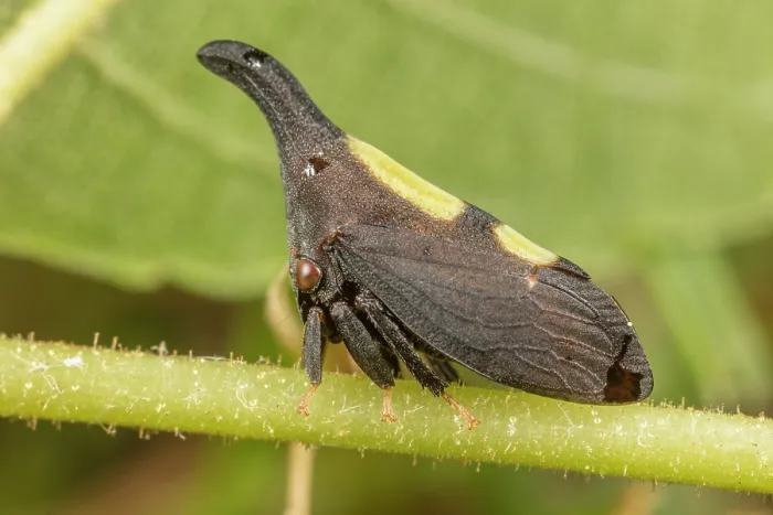 Framed Print : Two-marked treehopper (Enchenopa binotata complex) on Black walnut (Juglans nigra) tree, Pennsylvania, USA. June Framed Print : Two-marked treehopper (Enchenopa binotata complex) on Black walnut (Juglans nigra) tree, Pennsylvania, USA. June
