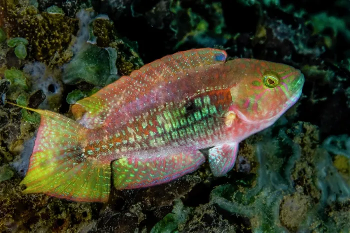 Framed Print : Two-spot wrasse (Oxycheilinus bimaculatus) portrait, with an unusually shaped caudal (tail) fin, Ambon, Indonesia, Pacific Ocean Framed Print : Two-spot wrasse (Oxycheilinus bimaculatus) portrait, with an unusually shaped caudal (tail) fin, Ambon, Indonesia, Pacific Ocean