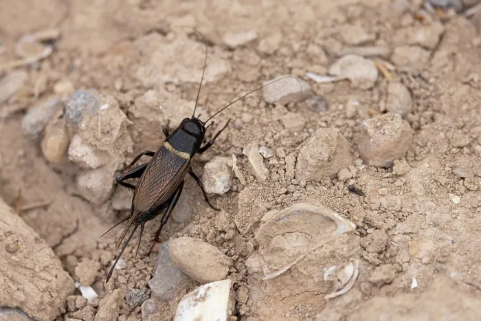 Framed Print : Two-spotted field-cricket (Gryllus bimaculatus) resting on the ground, Pyrenees, Spain. August Framed Print : Two-spotted field-cricket (Gryllus bimaculatus) resting on the ground, Pyrenees, Spain. August