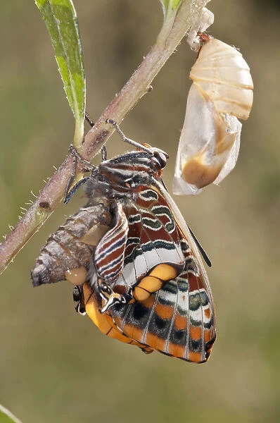 Two-tailed Pasha butterfly (Charaxes jasius) expanding wings after emerging, Podere Montecucco