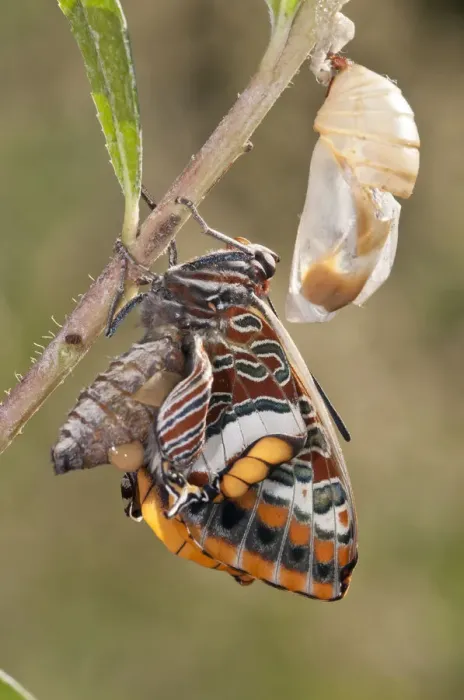 Framed Print : Two-tailed Pasha butterfly (Charaxes jasius) expanding wings after emerging, Podere Montecucco Framed Print : Two-tailed Pasha butterfly (Charaxes jasius) expanding wings after emerging, Podere Montecucco