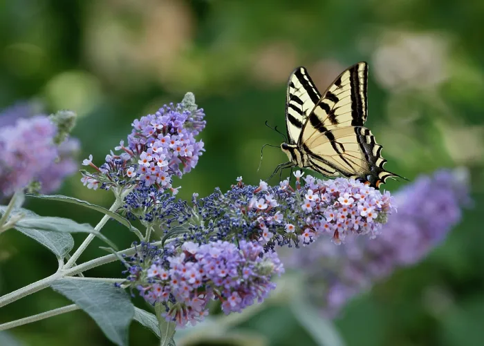 Framed Print : Two-tailed swallowtail butterfly (Papilio multicaudata) with pollen on proboscis, nectaring on Butterfly bush (Buddleia sp.) in garden, Reno, Nevada, USA. June Framed Print : Two-tailed swallowtail butterfly (Papilio multicaudata) with pollen on proboscis, nectaring on Butterfly bush (Buddleia sp.) in garden, Reno, Nevada, USA. June