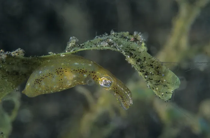 Framed Print : Two-tone pygmy squid (Idiosepius pygmaeus) camouflaged among vegetation, Lembeh Strait, North Sulawesi Island, Indonesia, Pacific Ocean