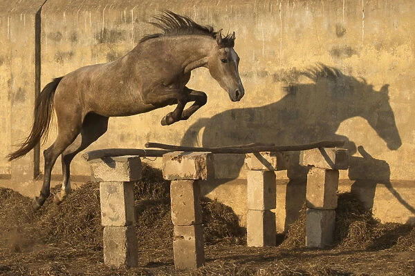 A two-year old Kathiawari horse filly free jumping, Porbandar, Gujarat, India