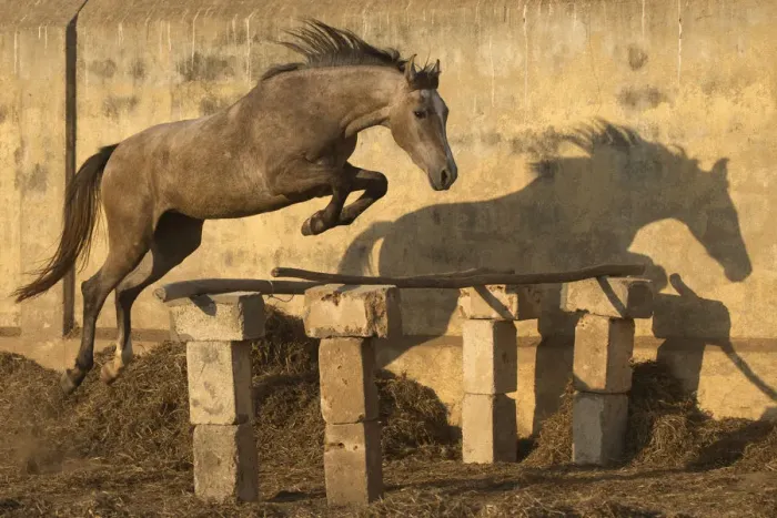 Framed Print : A two-year old Kathiawari horse filly free jumping, Porbandar, Gujarat, India Framed Print : A two-year old Kathiawari horse filly free jumping, Porbandar, Gujarat, India