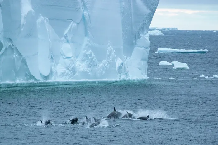 Framed Print : Type C / Ross Sea killer whales (Orcinus orca) pod porpoising in front of a large iceberg, Cape Colbeck, Ross Sea, Antarctica Framed Print : Type C / Ross Sea killer whales (Orcinus orca) pod porpoising in front of a large iceberg, Cape Colbeck, Ross Sea, Antarctica