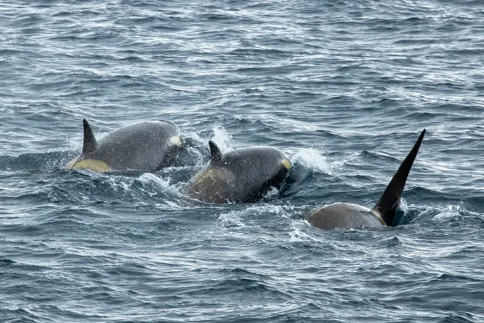 Framed Print : Three Type C  /  Ross Sea killer whales (Orcinus orca) swimming at the surface, Cape Crozier, Ross Island, Ross Sea, Antarctica