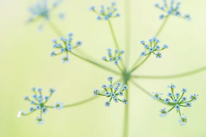 Framed Print : Umbellifer (Scaligeria napiformis / Bunium napiforme) flowering, close-up. Cyprus. April Framed Print : Umbellifer (Scaligeria napiformis / Bunium napiforme) flowering, close-up. Cyprus. April