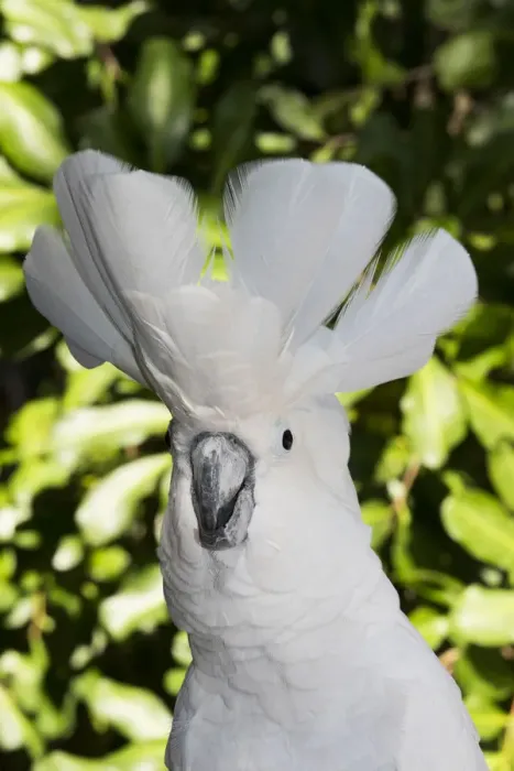Framed Print : Umbrella cockatoo (Cacatua alba), portrait. Captive Framed Print : Umbrella cockatoo (Cacatua alba), portrait. Captive