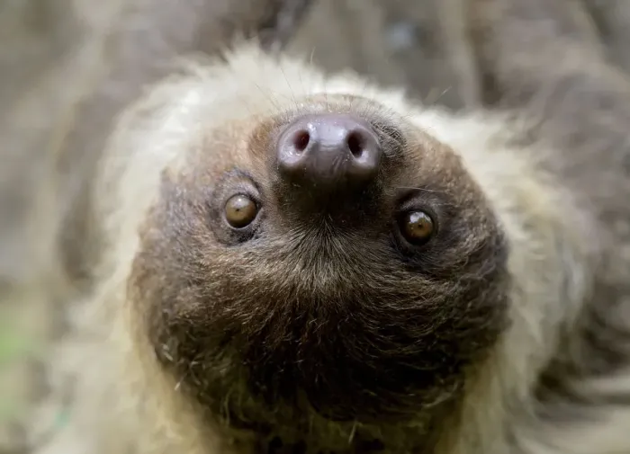 Framed Print : Unau / two-toed sloth (Choloepus didactylus) portrait, French Guiana Framed Print : Unau / two-toed sloth (Choloepus didactylus) portrait, French Guiana