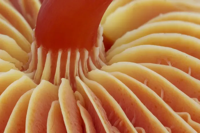 Framed Print : Underside of Scarlet waxcap fungus (Hygrocybe coccinea), showing stipe and gills. Monmouthshire Framed Print : Underside of Scarlet waxcap fungus (Hygrocybe coccinea), showing stipe and gills. Monmouthshire
