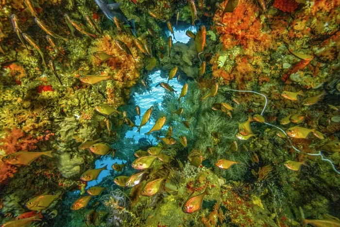 Framed Print : Underwater cave with Dusky sweepers (Pempheris adusta) and Soldierfish (Myripristis sp.) Framed Print : Underwater cave with Dusky sweepers (Pempheris adusta) and Soldierfish (Myripristis sp.)