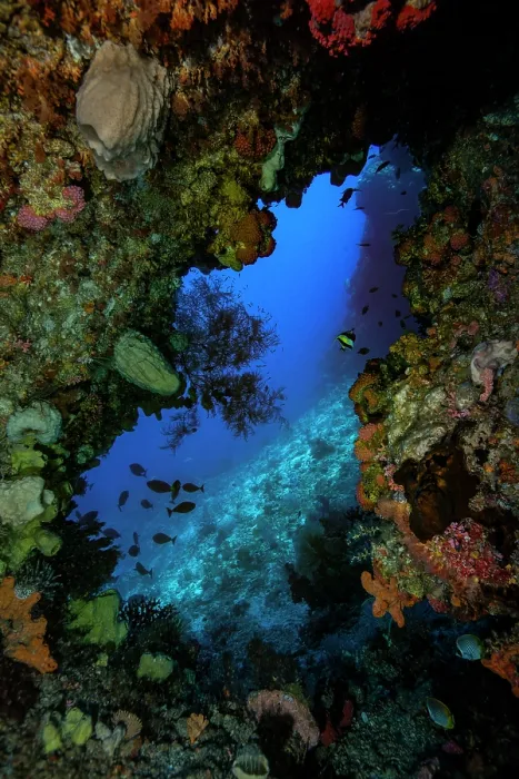 Framed Print : Underwater cave with walls covered with encrusting organisms, especially Sponges (Porifera) and Corals (Anthozoa), Hukarilla Cave, Ambon, Indonesia, Pacific Ocean Framed Print : Underwater cave with walls covered with encrusting organisms, especially Sponges (Porifera) and Corals (Anthozoa), Hukarilla Cave, Ambon, Indonesia, Pacific Ocean
