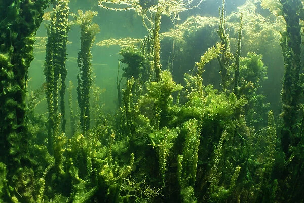 Underwater shot of aquatic plants in an oxbow lake of the River Aare, Haftli nature Reserve, Buren an der Aare, Switzerland