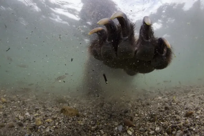 Framed Print : Underwater view of Brown bear (Ursus arctos) paw fishing for Sockeye salmon (Oncorhynchus Framed Print : Underwater view of Brown bear (Ursus arctos) paw fishing for Sockeye salmon (Oncorhynchus