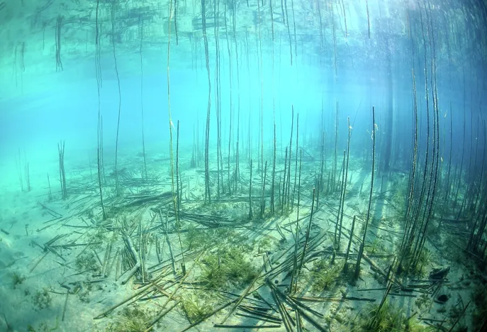 Framed Print : Underwater view of the Saint-Jorioz reedbed on Lake Annecy. Natura 2000 site, Regional Natural Park of the Bauges, Massif des Bauges, Alps, Haute-Savoie, France. November Framed Print : Underwater view of the Saint-Jorioz reedbed on Lake Annecy. Natura 2000 site, Regional Natural Park of the Bauges, Massif des Bauges, Alps, Haute-Savoie, France. November