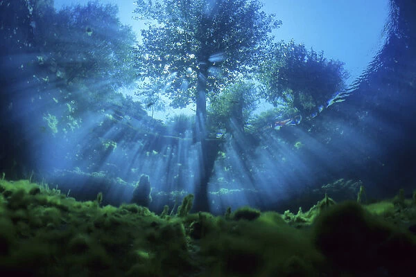 Underwater view of tree, with sun rays entering the water, Fibreno Lake nature reserve