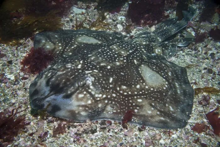 Framed Print : Undulate Ray (Raja undulata) Sark, British Channel Islands, July Framed Print : Undulate Ray (Raja undulata) Sark, British Channel Islands, July
