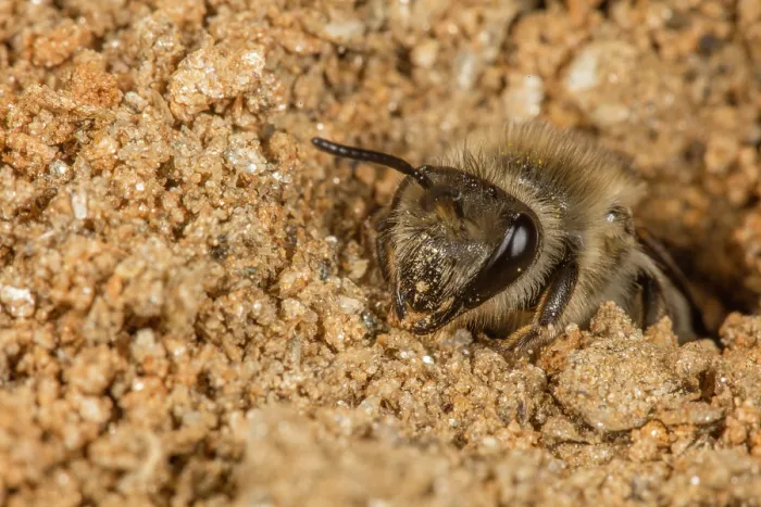 Framed Print : Unequal cellophane bee (Colletes inaequalis) digging nest burrow, Pennsylvania, USA. March Framed Print : Unequal cellophane bee (Colletes inaequalis) digging nest burrow, Pennsylvania, USA. March