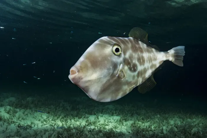 Framed Print : Unicorn leatherjacket filefish (Aluterus monoceros) at night, The Bahamas. February Framed Print : Unicorn leatherjacket filefish (Aluterus monoceros) at night, The Bahamas. February