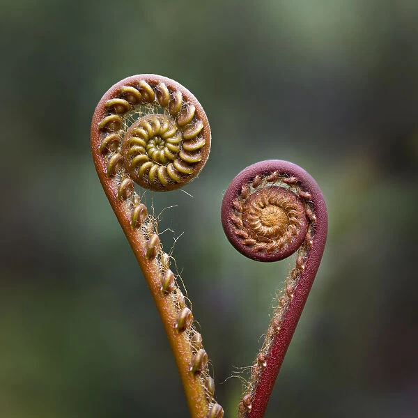 Unravelling Fern fronds (Unknown species). Near Nepenthes Field Camp, mid-altitude montane forest