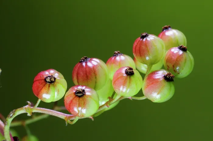 Framed Print : Unripe wild Redcurrants (Ribes rubrum) close up, Dorset, England, UK. June. Studio shot Framed Print : Unripe wild Redcurrants (Ribes rubrum) close up, Dorset, England, UK. June. Studio shot
