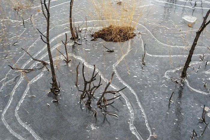 Framed Print : Unusual ice patterns caused by extremely low temperatures and wind on small heathland pond, Thursley Common National nature reserve and SSSI, Surrey Hills AONB, Thursley, Surrey Framed Print : Unusual ice patterns caused by extremely low temperatures and wind on small heathland pond, Thursley Common National nature reserve and SSSI, Surrey Hills AONB, Thursley, Surrey