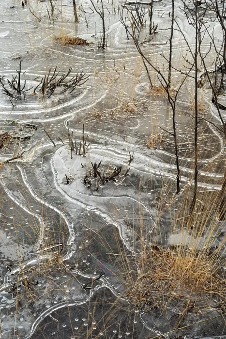 Framed Print : Unusual ice patterns caused by extremely low temperatures and wind on small heathland pond, Thursley Common National nature reserve and SSSI, Surrey Hills AONB, Thursley, Surrey