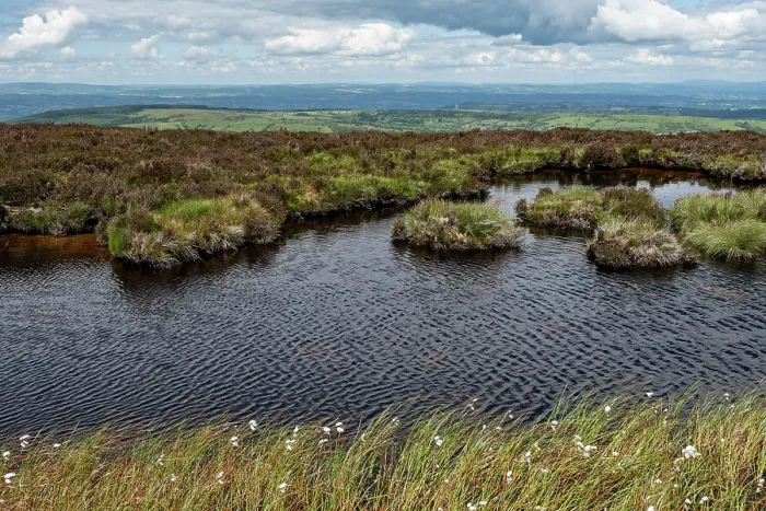 Framed Print : Upland dystrophic pond on the edge of the Black Mountains with Commom cotton-grass (Eriophorum angustifolium), looking east towards Cefn Hill, Herefordshire, England, UK Framed Print : Upland dystrophic pond on the edge of the Black Mountains with Commom cotton-grass (Eriophorum angustifolium), looking east towards Cefn Hill, Herefordshire, England, UK