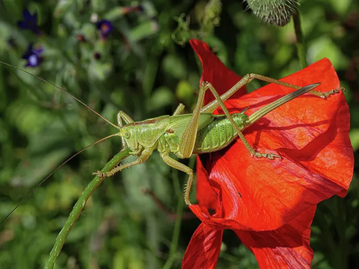 Framed Print : Upland green bush-cricket (Tettigonia cantans) resting on a flower, Podere Montecucco, Orvieto, Umbria, Italy. June Framed Print : Upland green bush-cricket (Tettigonia cantans) resting on a flower, Podere Montecucco, Orvieto, Umbria, Italy. June