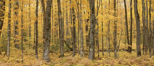 Upland Sugar Maple (Acer saccharum) forest in autumn, Porcupine Mountains State Park