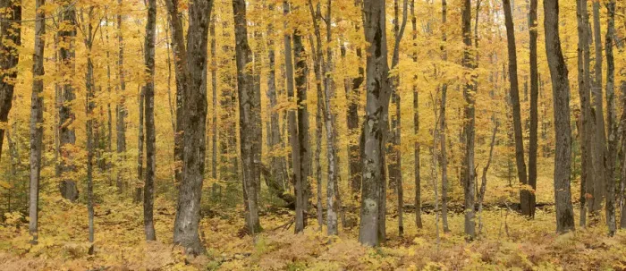 Framed Print : Upland Sugar Maple (Acer saccharum) forest in autumn, Porcupine Mountains State Park Framed Print : Upland Sugar Maple (Acer saccharum) forest in autumn, Porcupine Mountains State Park