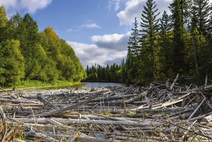 Framed Print : Upper reaches of the Lena River. with centry old log jam of trees, Baikalo-Lensky Reserve Framed Print : Upper reaches of the Lena River. with centry old log jam of trees, Baikalo-Lensky Reserve