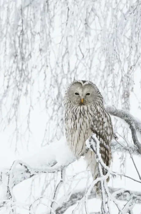 Framed Print : Ural Owl (Stix uralensis) perched in snowy tree, Kuusamo Finland February