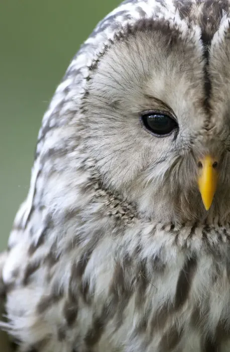 Framed Print : Ural owl (Strix uralensis) close-up portrait, Bergslagen, Sweden, June 2009 Framed Print : Ural owl (Strix uralensis) close-up portrait, Bergslagen, Sweden, June 2009