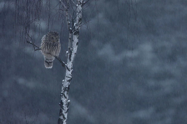 Ural Owl (Strix uralensis) perched. Bieszczady National Park, the Carpathians, Poland