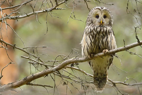 Ural owl (Strix uralensis) perched on branch, Greater Laponia Rewilding Area, Lapland