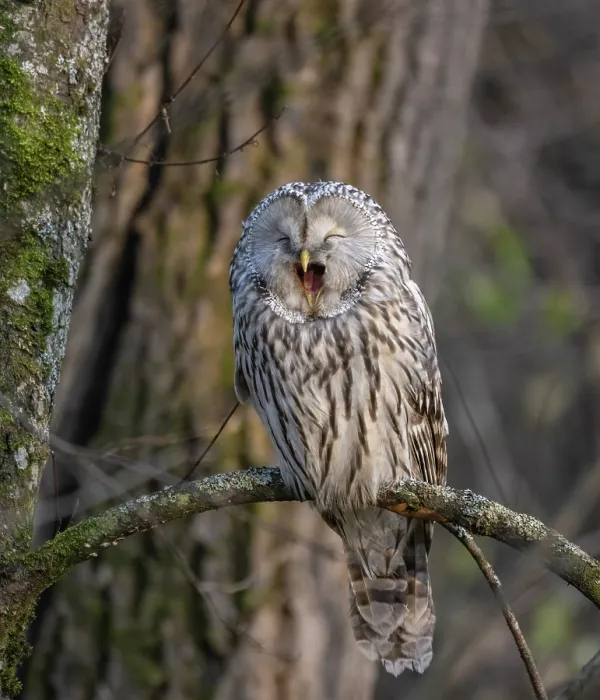 Framed Print : Ural owl (Strix uralensis) perched on branch yawning, Finland. October Framed Print : Ural owl (Strix uralensis) perched on branch yawning, Finland. October