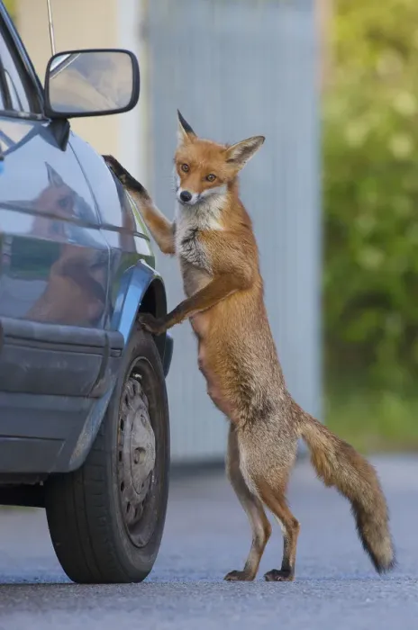 Framed Print : Urban fox (Vulpes vulpes) standing up against car, London, UK, May WWE BOOK Framed Print : Urban fox (Vulpes vulpes) standing up against car, London, UK, May WWE BOOK