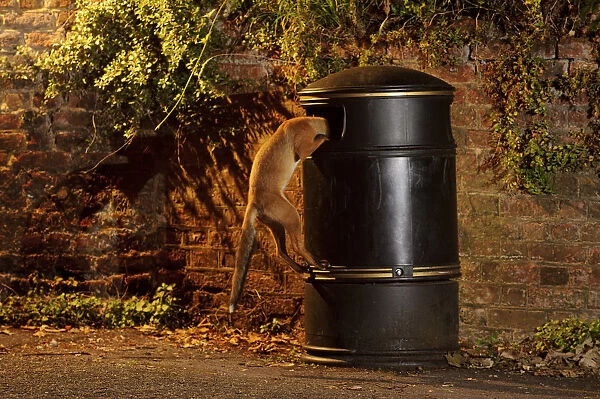 Urban Red fox (Vulpes vulpes) cub climbing into litter bin, West London, UK, June