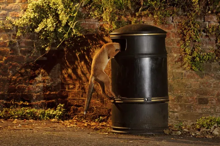 Framed Print : Urban Red fox (Vulpes vulpes) cub climbing into litter bin, West London, UK, June Framed Print : Urban Red fox (Vulpes vulpes) cub climbing into litter bin, West London, UK, June