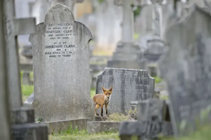 Framed Print : Urban Red fox (Vulpes vulpes) cub amongst graves, West London cemetery, UK, June Framed Print : Urban Red fox (Vulpes vulpes) cub amongst graves, West London cemetery, UK, June
