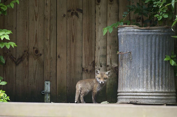 Urban Red fox (Vulpes vulpes) cub near rubbish bin, London, May