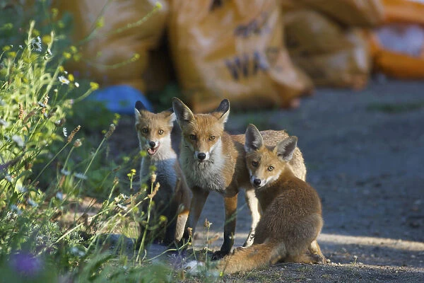 Urban Red fox (Vulpes vulpes) with two cubs, London, June